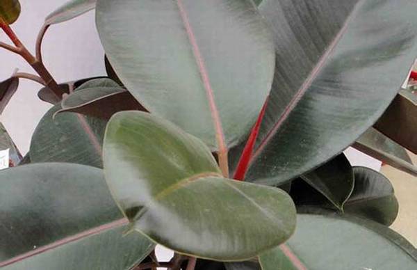 黑金刚橡皮树怎么养