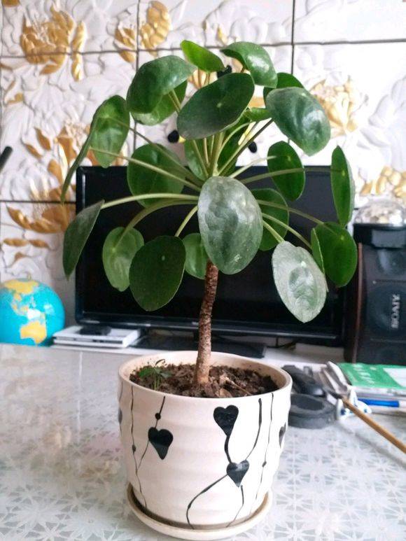 镜面草能长多高 可以养成树吗