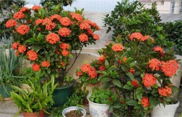 龙船花的养殖要点注意事项
