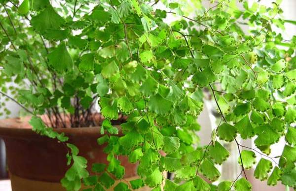 盆栽铁线蕨好养吗 养殖技巧关键在哪