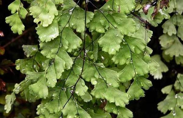 盆栽铁线蕨好养吗 养殖技巧关键在哪