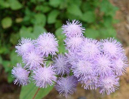 藿香蓟的养殖方法和注意事项