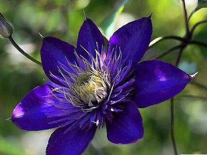 养好铁线莲的实用小技巧