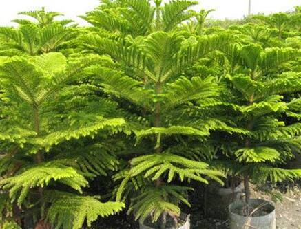 盆栽南洋杉怎么养好看