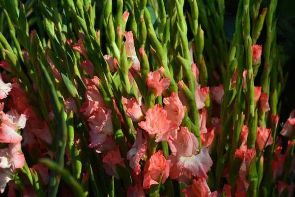 盆栽剑兰怎么养长得好