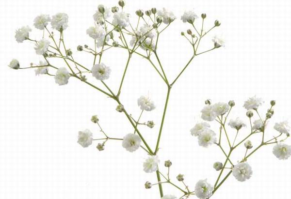 满天星怎么养好