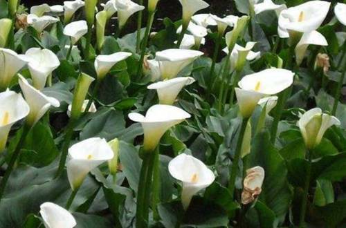 1550298824943428.jpg 白花马蹄莲盆栽养护技巧