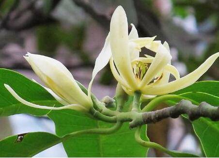 黄桷兰的养殖方法要点