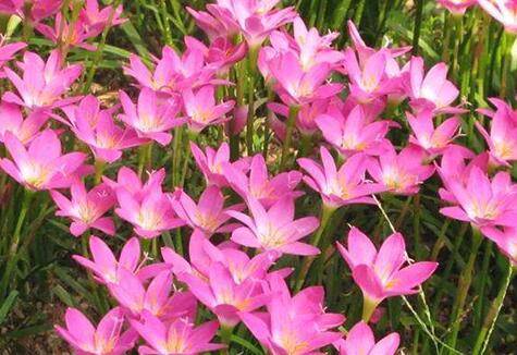 韭兰种球怎么种的养法分享