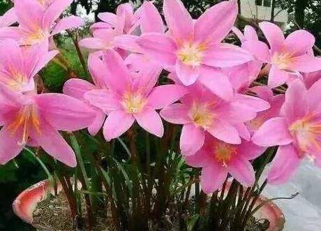 韭兰种球怎么种的养法分享