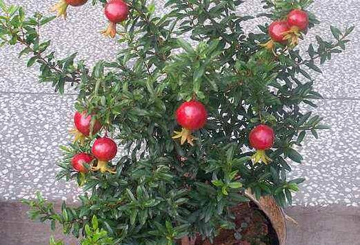 盆栽石榴发芽期的养护管理方法