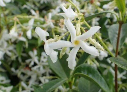 盆栽风车茉莉好养吗