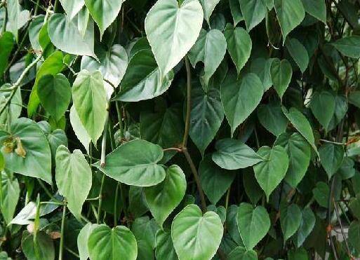 心叶藤的养殖方法