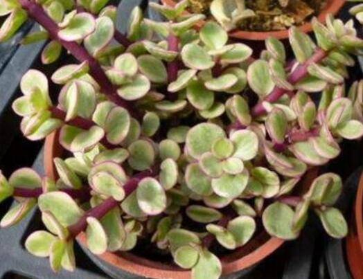 雅乐之舞养成老桩的技巧要点