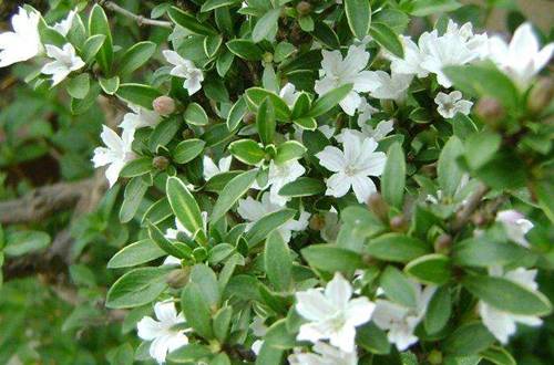 1576306686858268.jpg 盆栽六月雪冬天的正确养护技巧