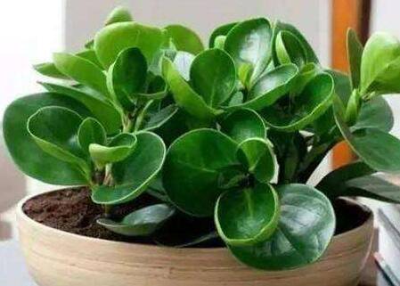 看怎么把豆瓣绿养得绿油油的