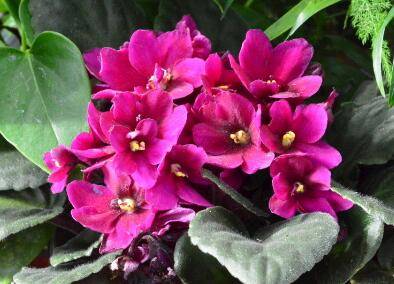 紫罗兰好养吗 养殖中要注意哪些问题