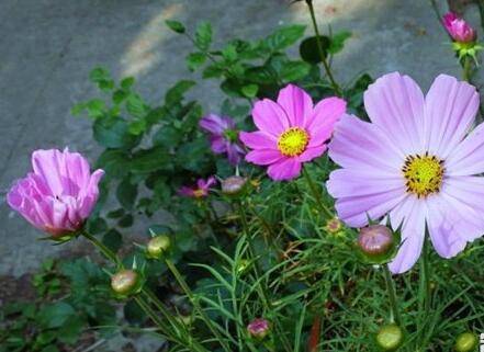 波斯菊的家庭养殖方法