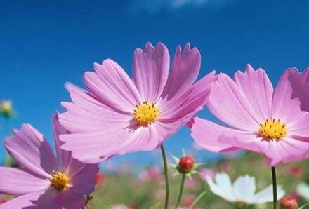 波斯菊的家庭养殖方法