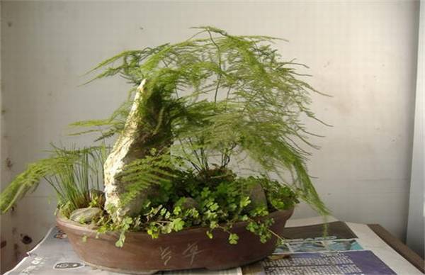 文竹冬季的养护要点技巧