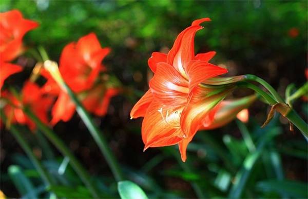 盆栽紫根兰怎么养好