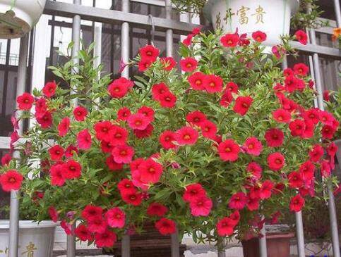 百万小铃爆盆养殖方法和注意事项