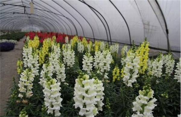 金鱼草怎么养开花