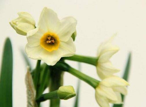 冬季水仙花养护禁忌