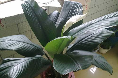 1491799836477222.jpg 绿巨人叶子下垂了怎么恢复