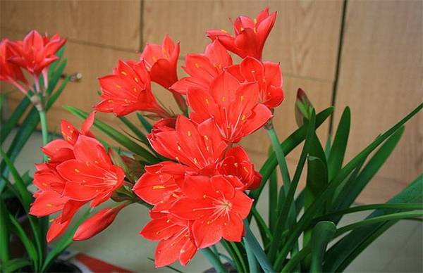 紫根兰好养吗 养殖重点介绍