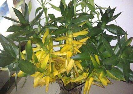 莲花竹叶片发黄的原因及处理方法