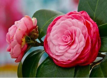 茶花开花后要不要施肥