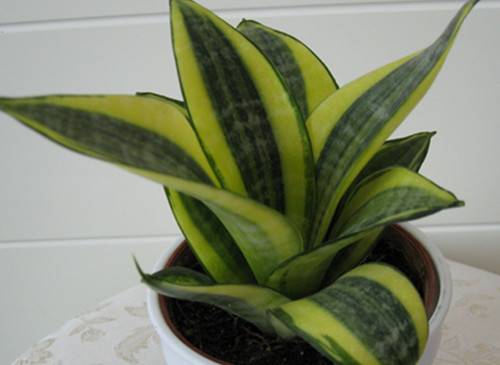 虎皮兰用什么花盆养好?深盆还是浅盆