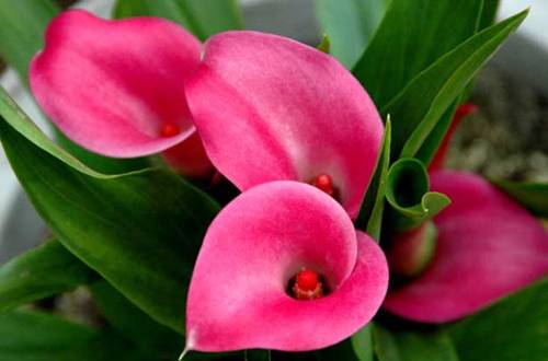 1550146314456825.jpg 彩色马蹄莲怎么养的一些常识分享