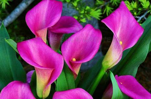 1550146303263440.jpg 彩色马蹄莲怎么养的一些常识分享