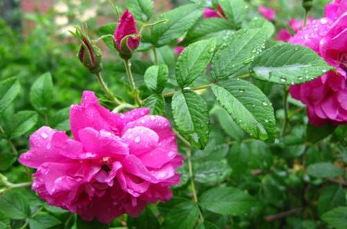 1532933121167565.jpg 微型月季的养护技巧