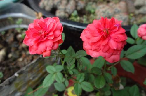 1532933139137185.jpg 微型月季的养护技巧