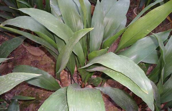 一叶兰盆栽怎么养 养殖要点和注意事项