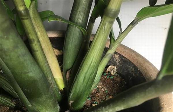 导致金钱树茎干瘪的原因