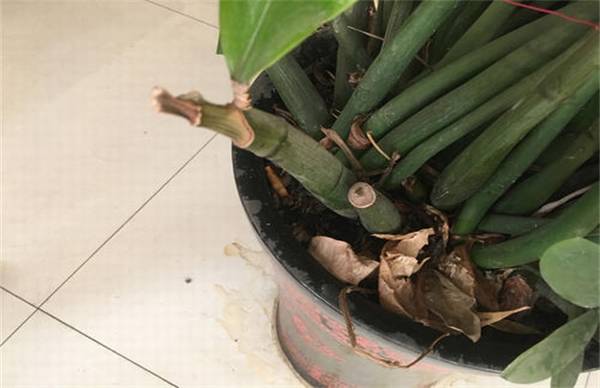 导致金钱树茎干瘪的原因