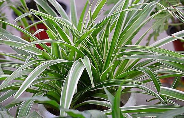 如何养好金边吊兰的养殖方法