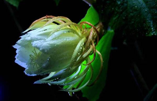 盆栽昙花养植方法