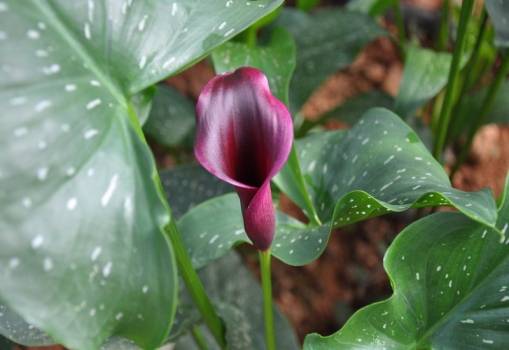 马蹄莲 马蹄莲怎么养 马蹄莲的养殖方法和注意事项