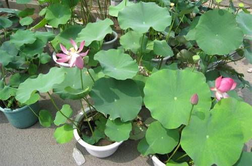 1489382262119494.jpg 盆栽荷花的种植方法和养护要点