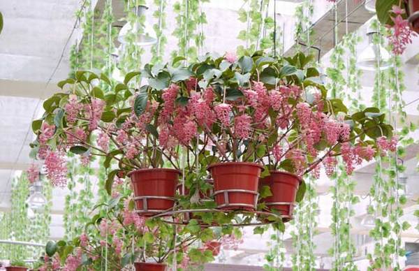 宝莲花的盆栽养殖方法