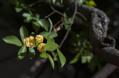 1563672616188909.jpg 大夏天能经得起大太阳的植物 木香花怎么养