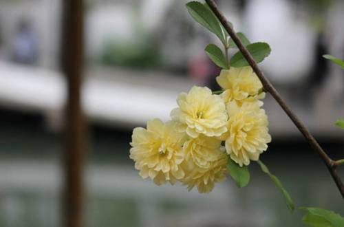 1563672636800735.jpg 大夏天能经得起大太阳的植物 木香花怎么养