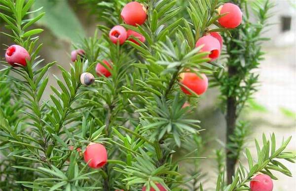 红豆杉盆景怎么养