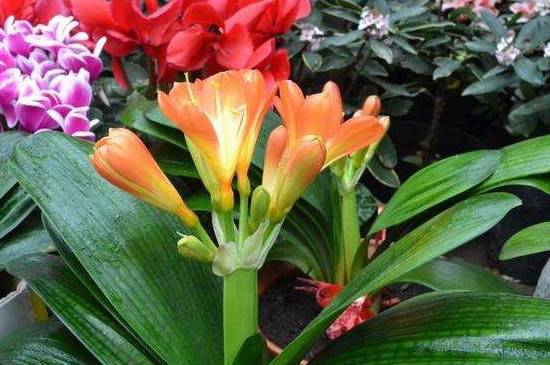 花卉换盆后花都蔫了怎么养护