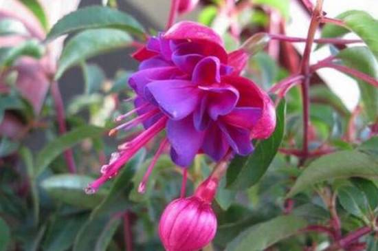 花卉换盆后花都蔫了怎么养护